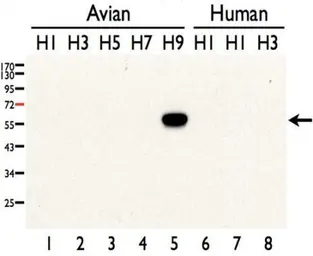 Anti-Avian Influenza A virus H9N2 HA (Hemagglutinin) antibody used in Western Blot (WB). GTX127305